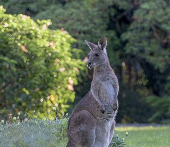 ホテル Ninderry Manor Luxury Retreat