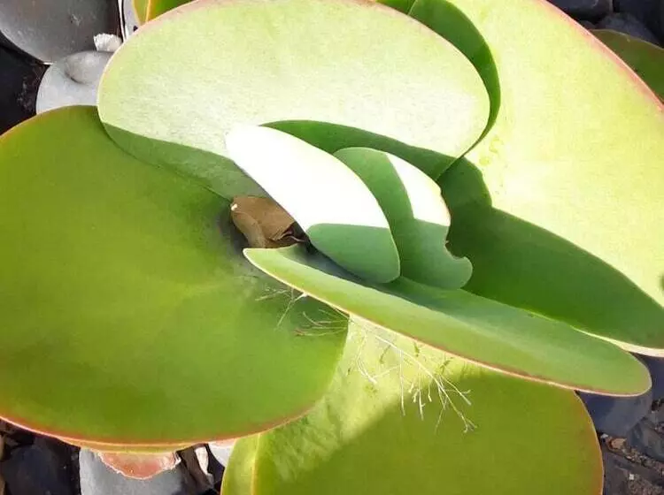 ホテル Sun1 Durban