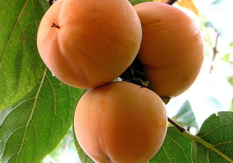 فندق Palazzo Minciotti