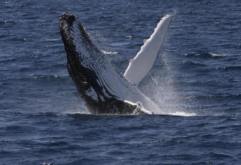 Hotel Bayview Apartments