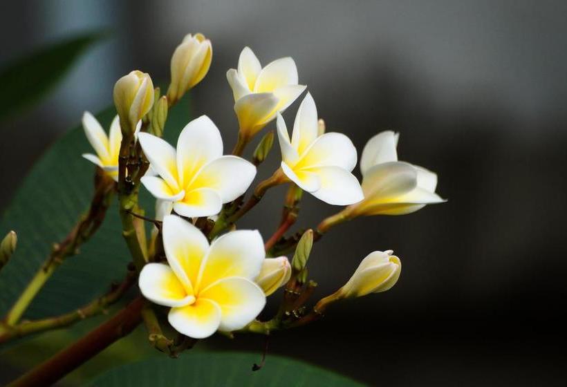 فندق Thai Dee Garden Resort