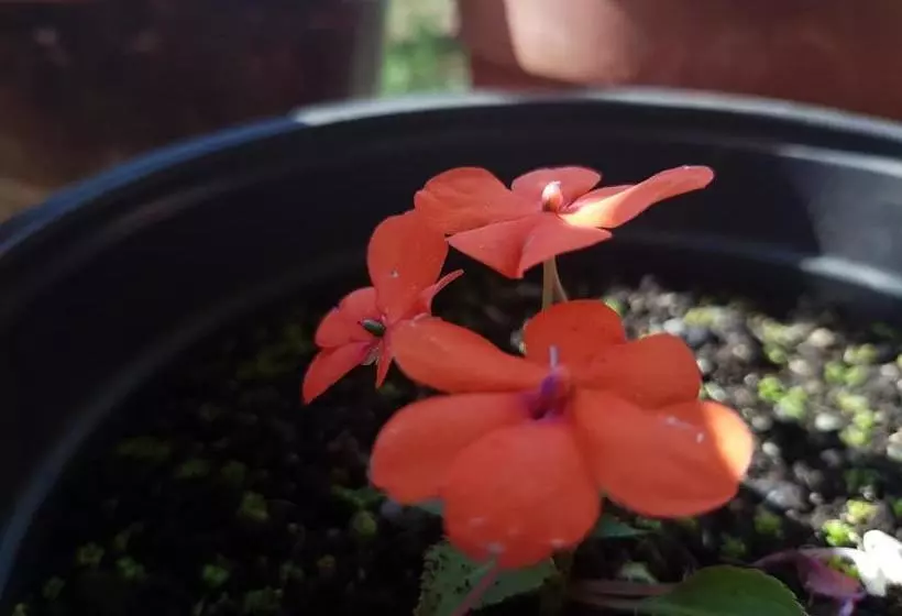 هتل Apartments Lazarevic