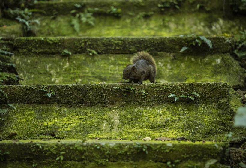 Great Roots Forestry Spa Resort