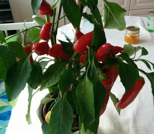 فندق صغير Swelanka Residence