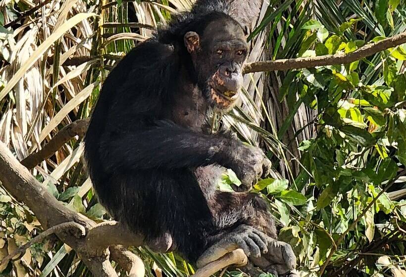 هتل Balafon Beach Resort