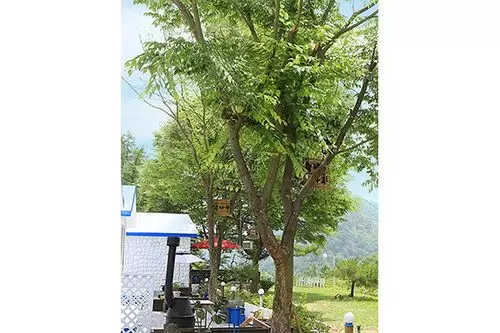 Hongcheon Sol Pension