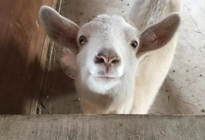 Majatalo Gufo No Mori Kamifurano