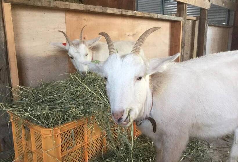 بنسيون Gufo No Mori Kamifurano