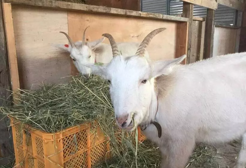 Majatalo Gufo No Mori Kamifurano