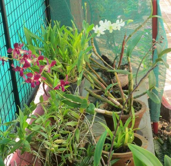 Pensão Sea Pearl Guesthouse