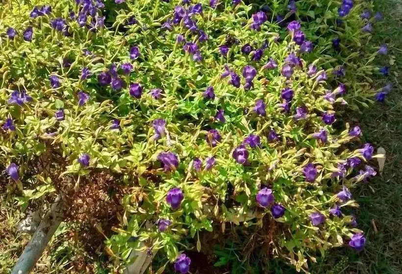 ホテル Pousada Samambaia