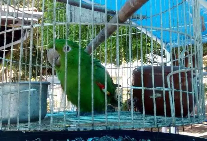 ホテル Pousada Samambaia