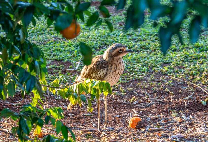 Birds N Bloom Cottages