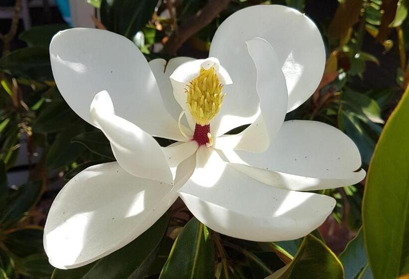 Healesville House   Magnolia House