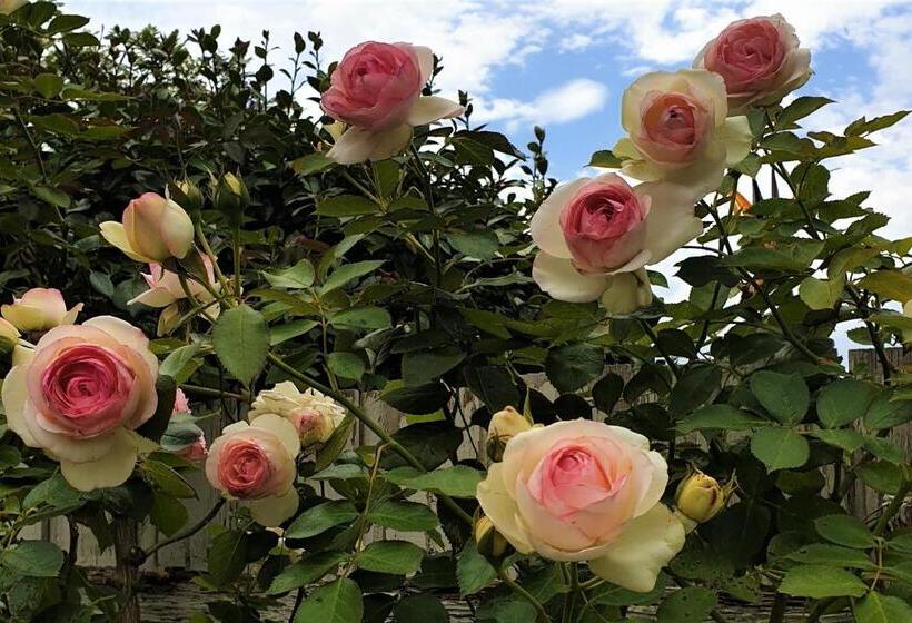 Healesville House   Magnolia House