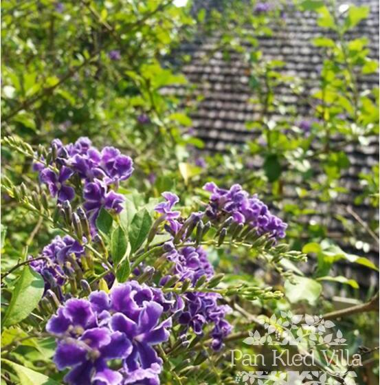 Отель Pan Kled Villa Eco Hill Resort Sha Extra Plus