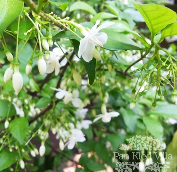 Отель Pan Kled Villa Eco Hill Resort Sha Extra Plus