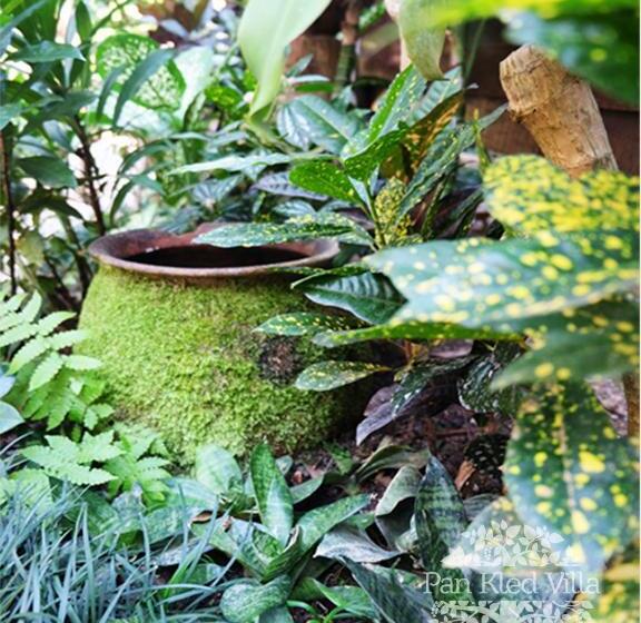 Отель Pan Kled Villa Eco Hill Resort Sha Extra Plus