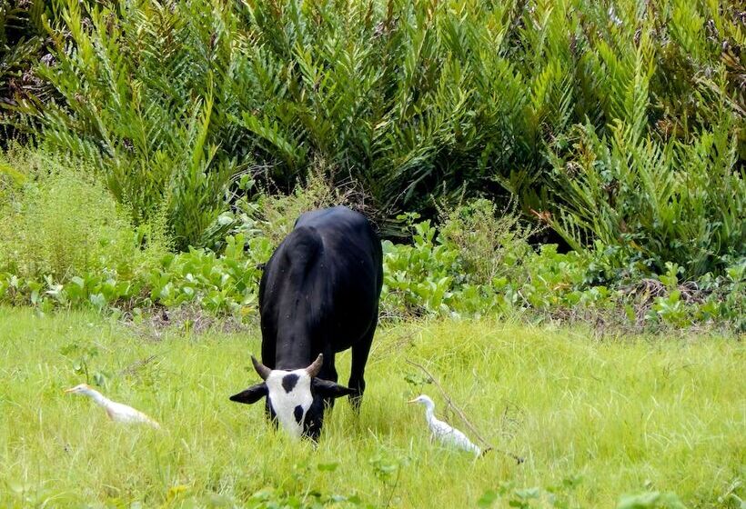 پانسیون Reva Castel