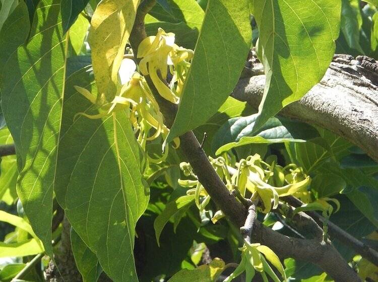 پانسیون Reva Castel