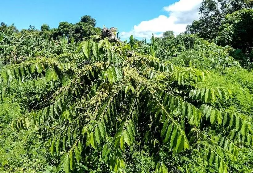 پانسیون Reva Castel