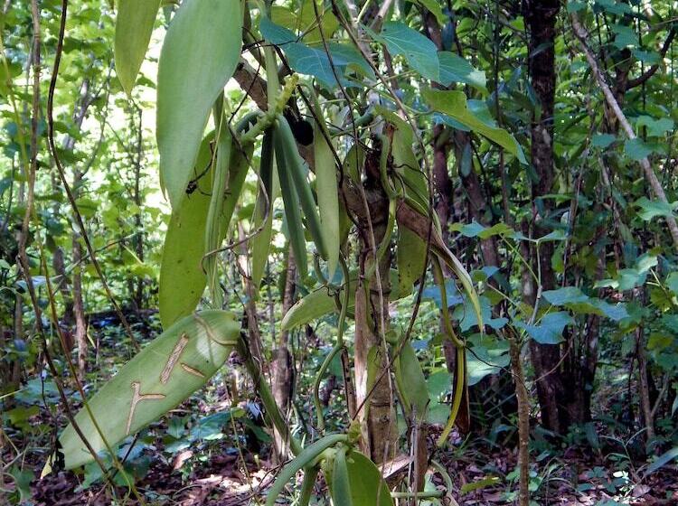 پانسیون Reva Castel