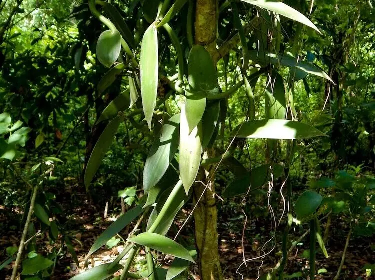 پانسیون Reva Castel