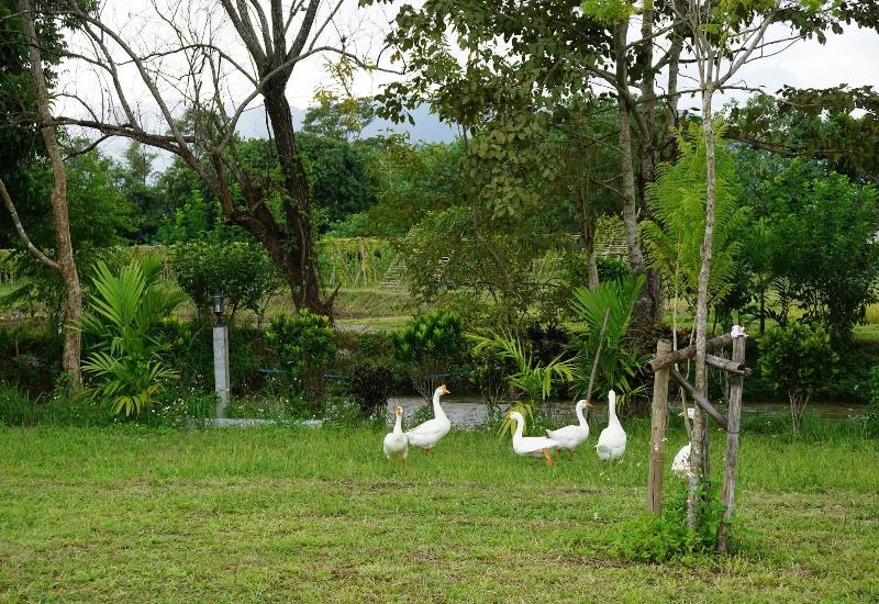 هتل Ban Suan Tawan Chiang Dao
