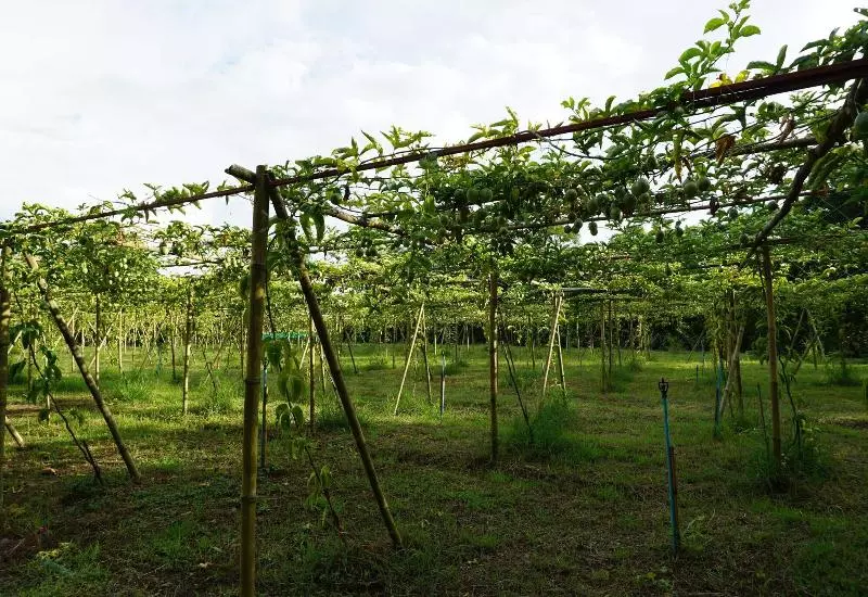 هتل Ban Suan Tawan Chiang Dao