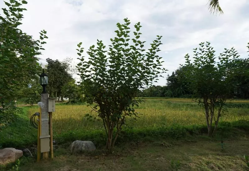 هتل Ban Suan Tawan Chiang Dao