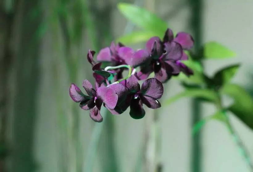 Hotelli Pousada Do Mineiro