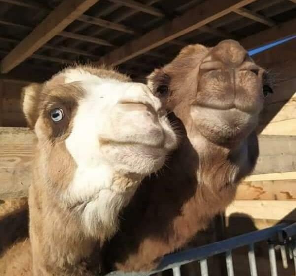 膳宿费 Ferme De Chiuni