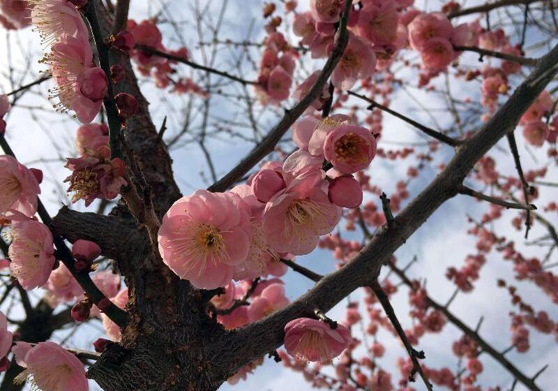 Cambria Hotel College Park