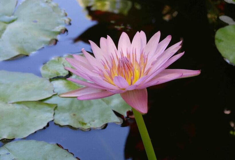 リゾートホテル Chalet Kilauea