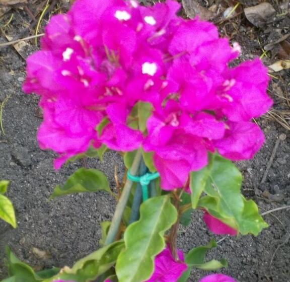 بنسيون Athos Guest House Pansion