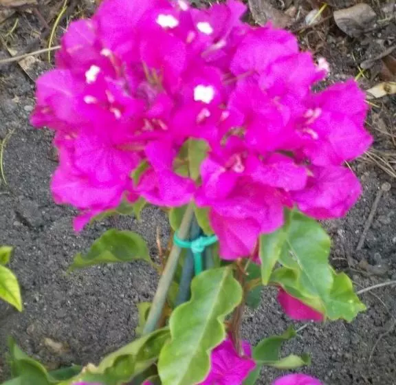 Majatalo Athos Guest House Pansion