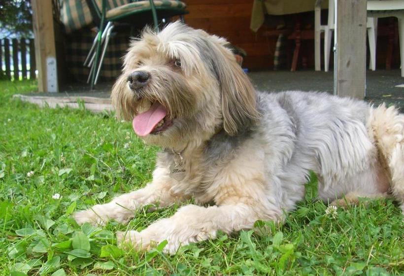 Apartments Residence Montana