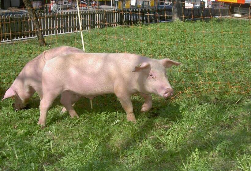 Apparthotel Ederfeld