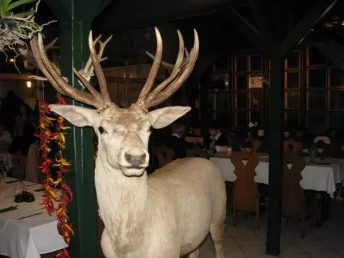Aranyszarvas Goldener Hirsch Pension