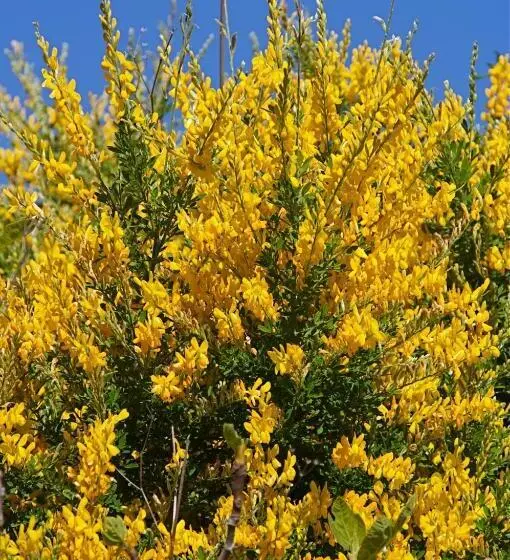 Majatalo El Encinar De Arta