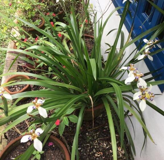 ペンション Pousada Catavento