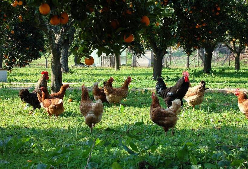 膳宿费 Monte Do Laranjal