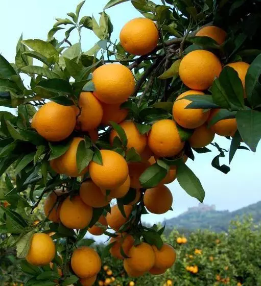 Majatalo Monte Do Laranjal