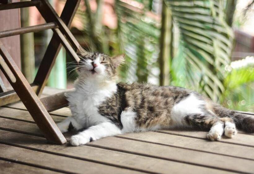 ペンション Pousada Paloma