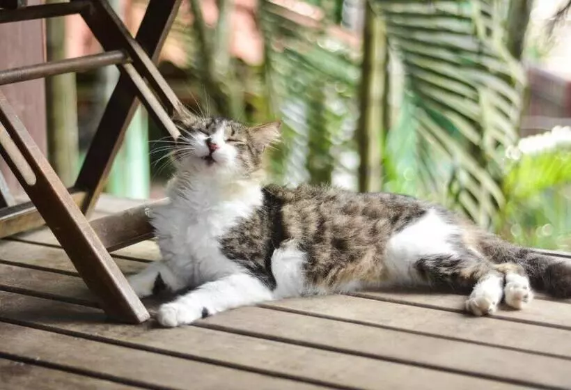 Majatalo Pousada Paloma