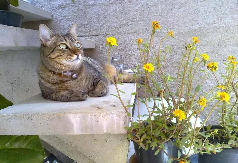 ペンション Pousada Preamare