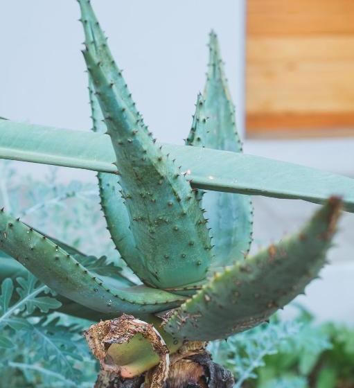 Pension The Wild Peach Menlyn