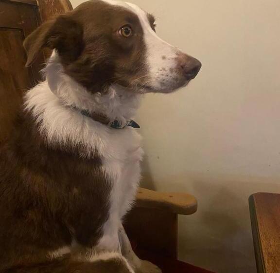 호스텔 The Bridge Inn