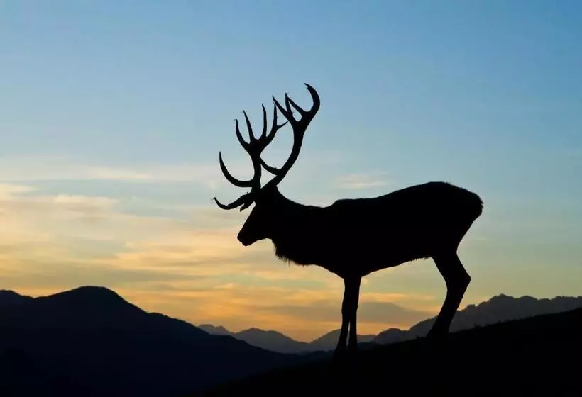 Majatalo Haus Treffer