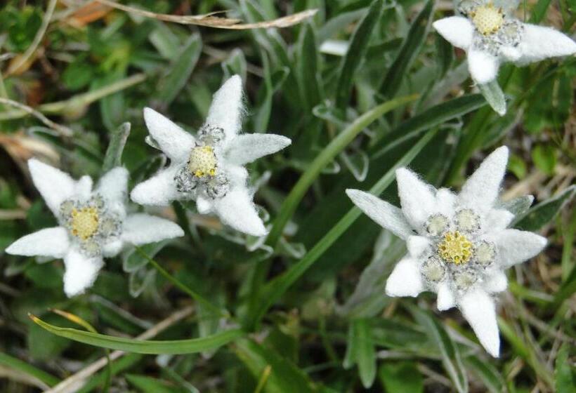 Отель Denggnhof